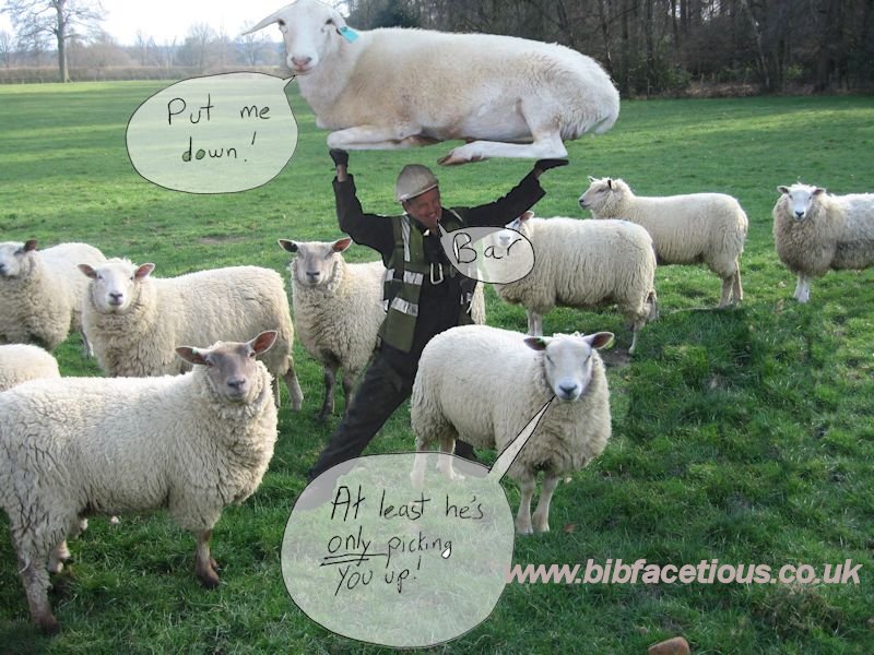 bib facetious welsh man holding sheep